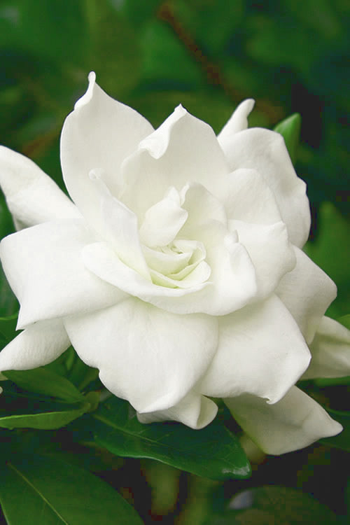  August Beauty Gardenia - 7 Gallon Pot