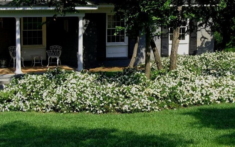  Radicans Creeping Dwarf Gardenia - 1 Gallon Pot