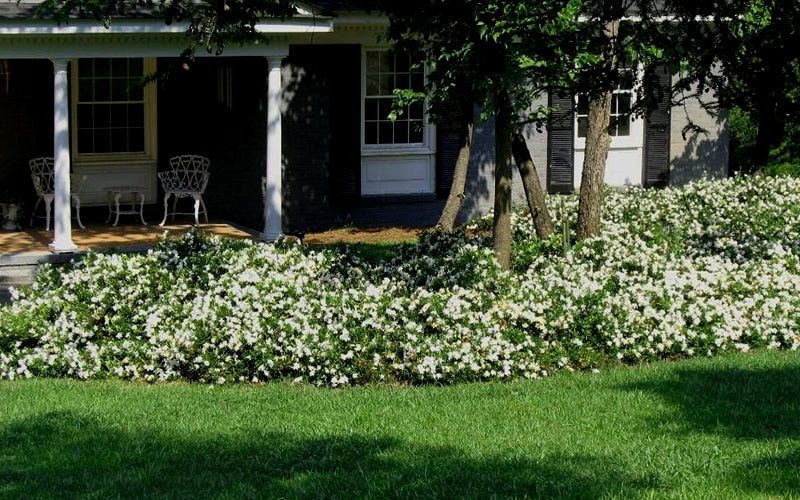  Radicans Creeping Dwarf Gardenia - 3 Gallon Pot