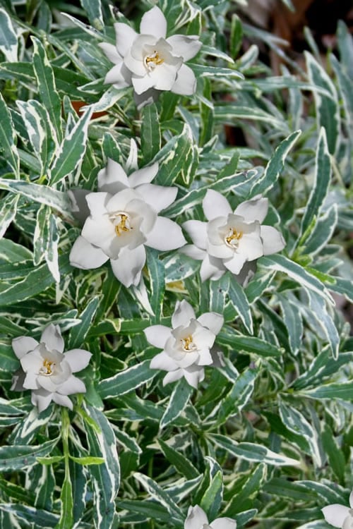  Variegated Creeping Dwarf Gardenia - 3 Gallon Pot
