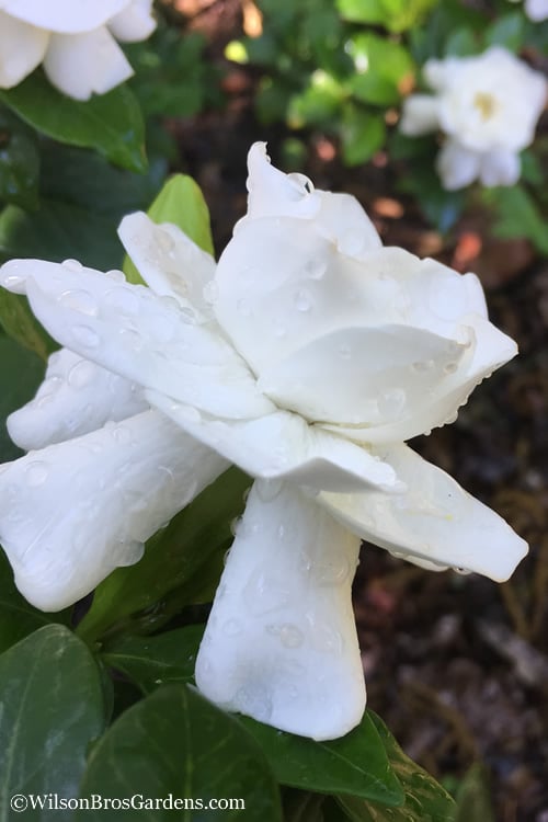  Crown Jewel Gardenia - 1 Gallon Pot