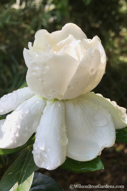  Crown Jewel Gardenia - 3 Gallon Pot