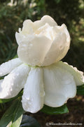  Crown Jewel Gardenia - 3 Gallon Pot
