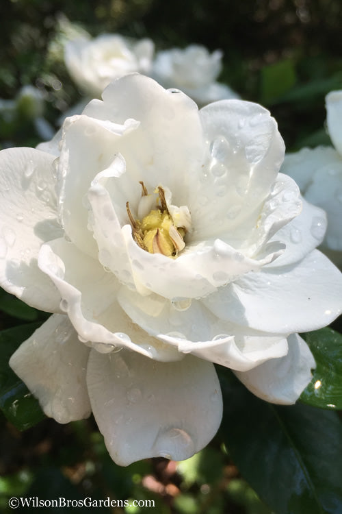  Crown Jewel Gardenia - 3 Gallon Pot