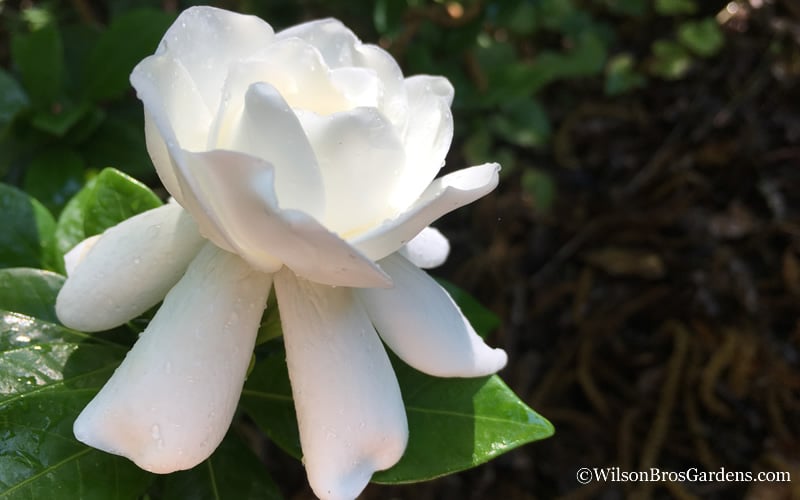  Crown Jewel Gardenia - 1 Gallon Pot