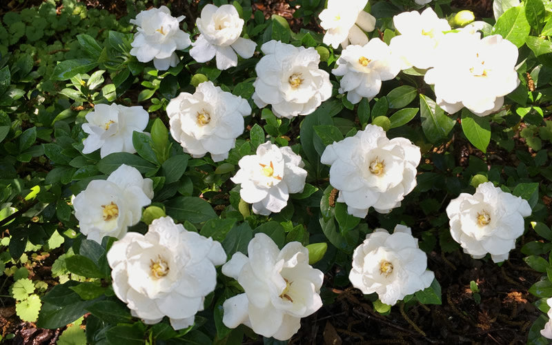  Crown Jewel Gardenia - 3 Gallon Pot