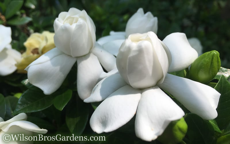  Crown Jewel Gardenia - 6-Pack Of 1 Gallon Pots