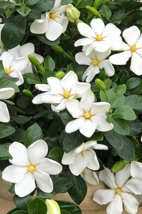  Hardy Fragrant Daisy Gardenia Bush - 3 Gallon Pot