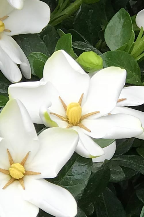  Hardy Fragrant Daisy Gardenia Bush - 2.5 Quart Pot