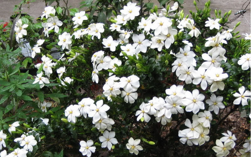  Hardy Fragrant Daisy Gardenia Bush - 6 Pack Of 1 Gallon Pots