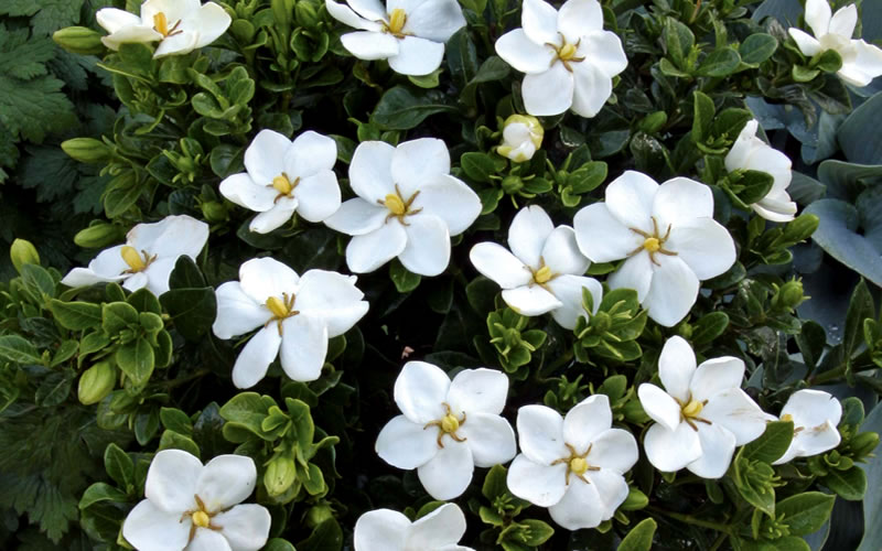  Hardy Fragrant Daisy Gardenia Bush - 3 Gallon Pot
