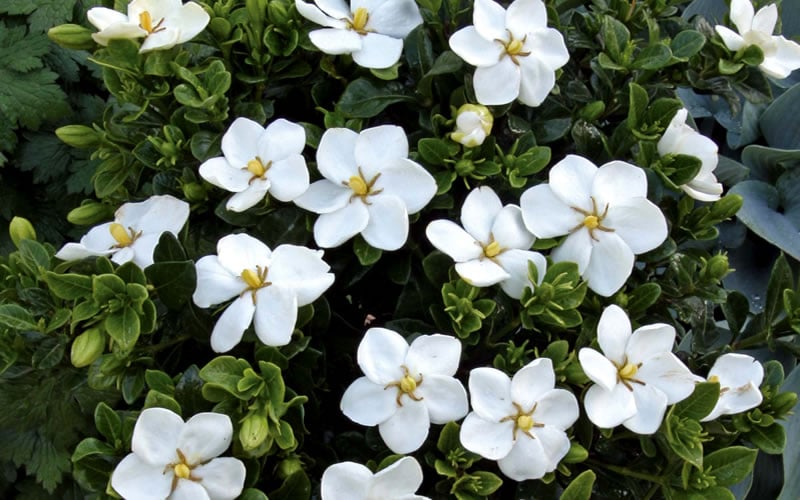  Hardy Fragrant Daisy Gardenia Bush - 6 Pack Of 1 Gallon Pots