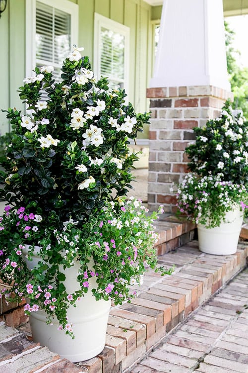  Diamond Spire Gardenia - 3 Gallon Pot