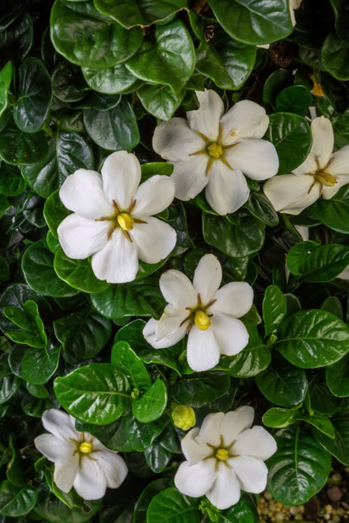  Diamond Spire Gardenia - 2 Gallon Pot