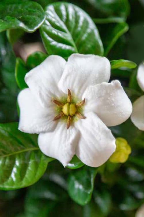  Diamond Spire Gardenia - 3 Gallon Pot