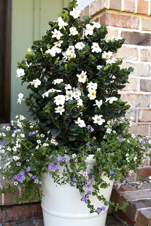  Diamond Spire Gardenia - 1 Gallon Pot