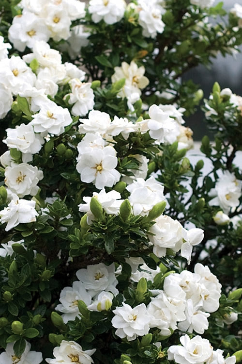  Double Mint Gardenia - 1 Gallon Pot