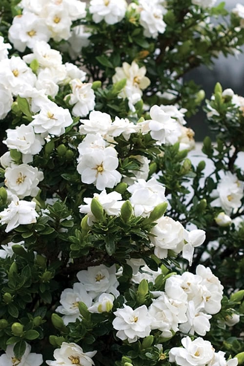  Double Mint Gardenia - 1 Gallon Pot
