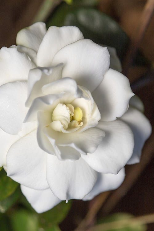  Double Mint Gardenia - 2 Gallon Pot 