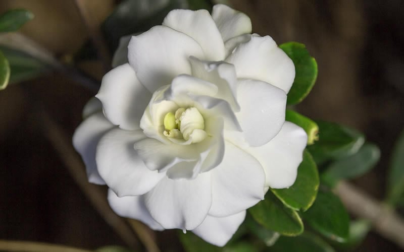  Double Mint Gardenia - 3 Gallon Pot