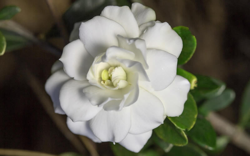  Double Mint Gardenia - 1 Gallon Pot