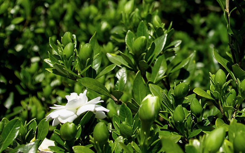  Double Mint Gardenia - 1 Gallon Pot