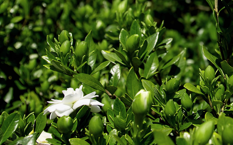  Double Mint Gardenia - 6 Pack Of 1 Gallon Pots