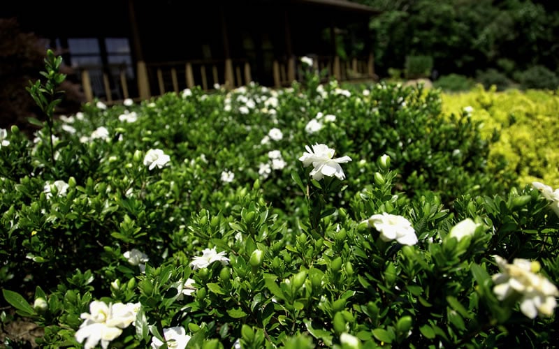  Double Mint Gardenia - 3 Gallon Pot