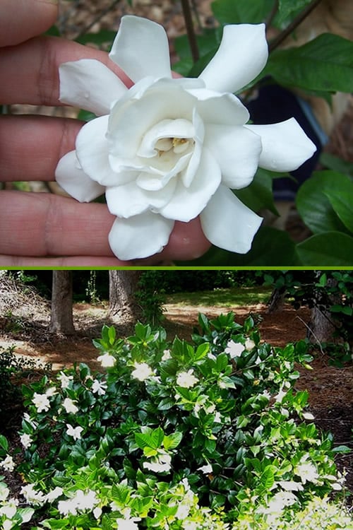  Fall In Love Cold Hardy Gardenia - 1 Gallon Pot