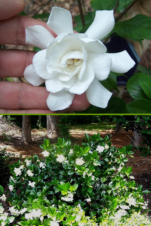  Fall In Love Cold Hardy Gardenia - 1 Gallon Pot