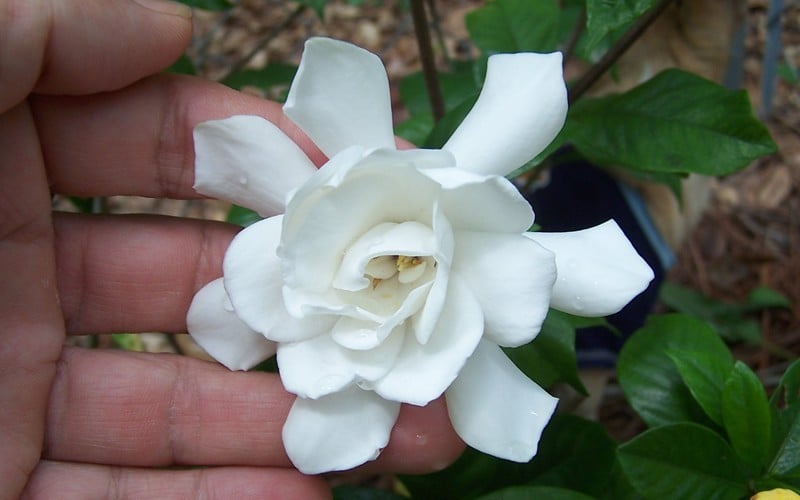  Fall In Love Cold Hardy Gardenia - 1 Gallon Pot