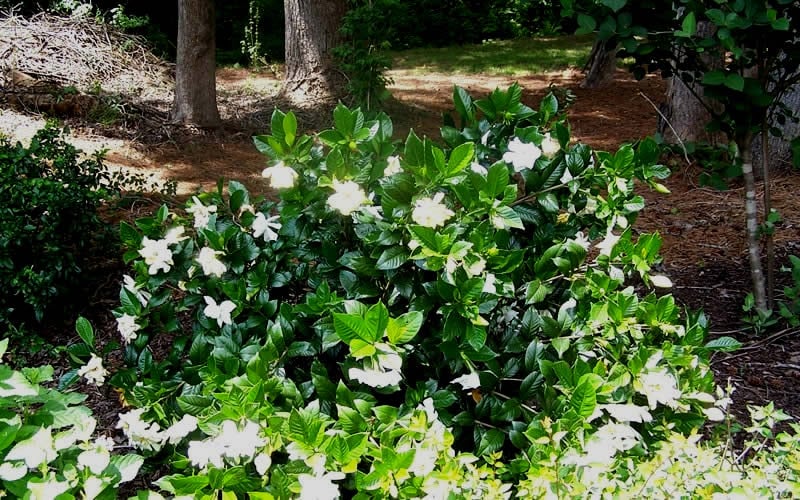  Fall In Love Cold Hardy Gardenia - 1 Gallon Pot