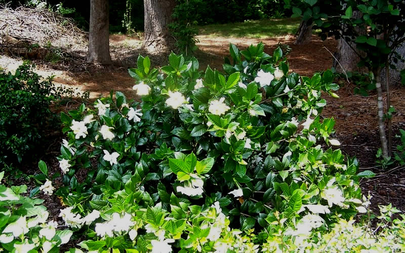  Fall In Love Cold Hardy Gardenia - 1 Gallon Pot