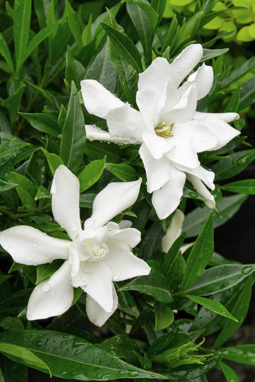  Frost Proof Gardenia - 1 Gallon Pot