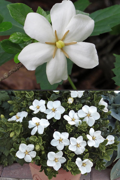  Hardy Fragrant Daisy Gardenia Bush - 3 Gallon Pot