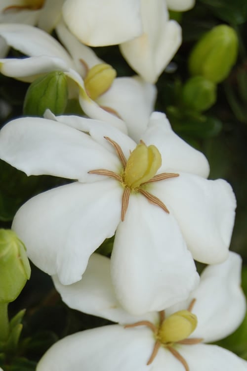  Heaven Scent Gardenia - 1 Gallon Pot