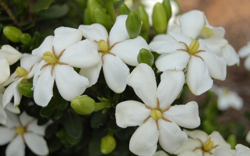  Heaven Scent Gardenia - 1 Gallon Pot