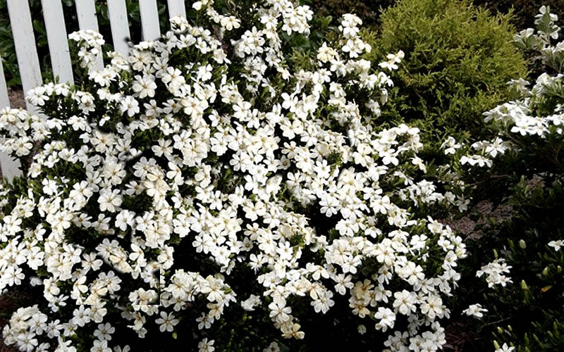  Heaven Scent Gardenia - 2 Gallon Pot