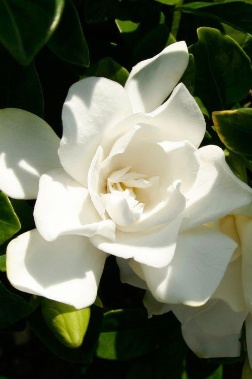  Jubilation Gardenia - 1 Gallon Pot