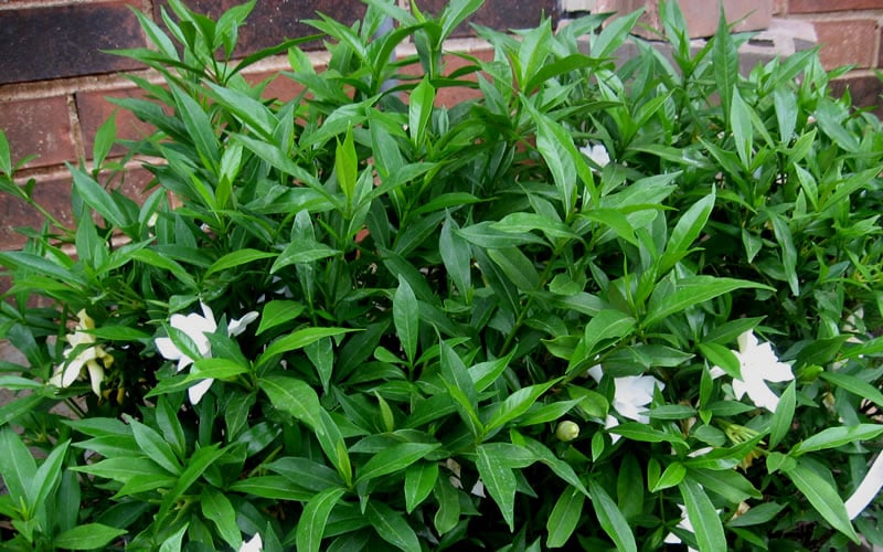  Radicans Creeping Dwarf Gardenia - 1 Gallon Pot