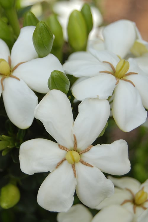  ScentAmazing Gardenia - 2 Gallon Pot