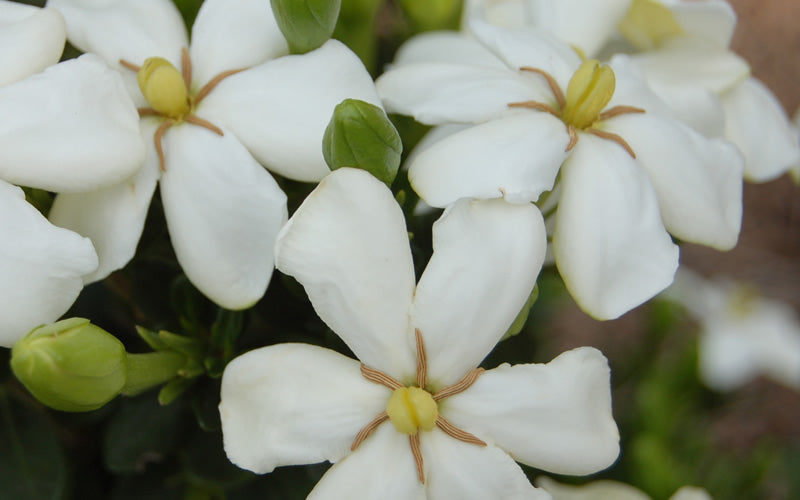  ScentAmazing Gardenia - 2 Gallon Pot