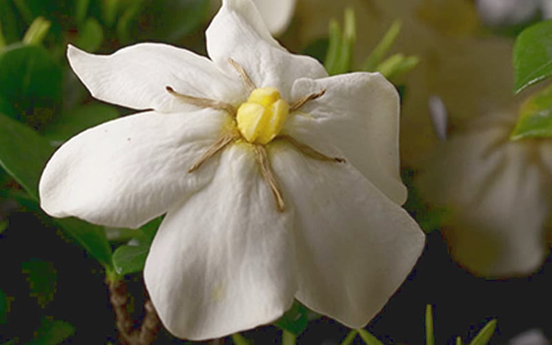  ScentAmazing Gardenia - 1 Gallon Pot