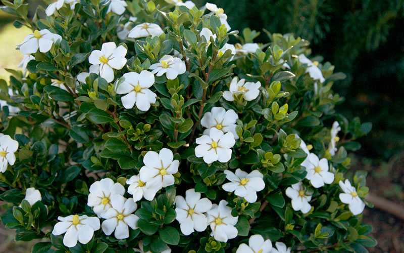  ScentAmazing Gardenia - 2 Gallon Pot