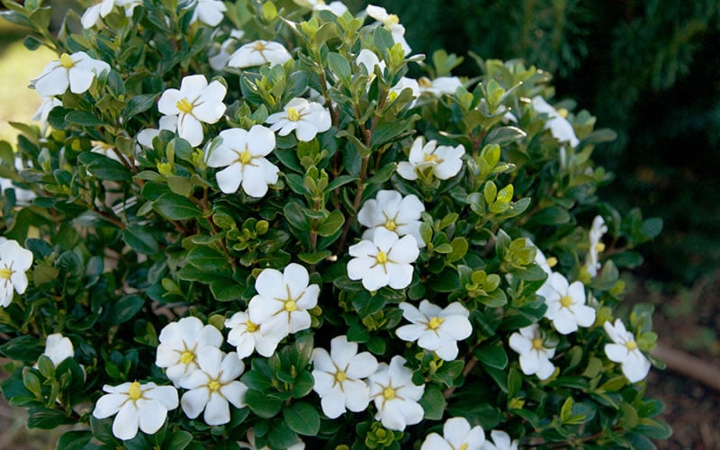  ScentAmazing Gardenia - 1 Gallon Pot