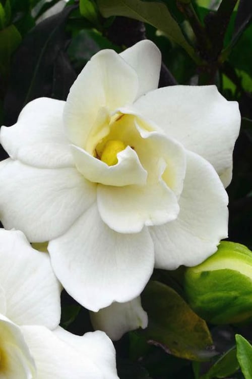  Sweet Tea Gardenia - 3 Gallon Pot