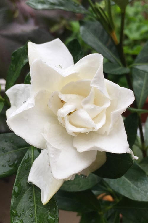  Sweet Tea Gardenia - 3 Gallon Pot