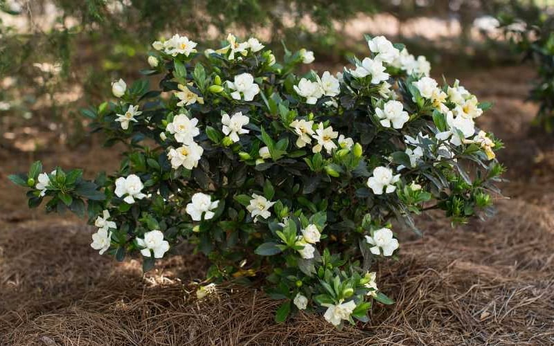  Sweet Tea Gardenia - 3 Gallon Pot