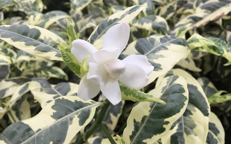  Variegated August Beauty Gardenia - 3 Gallon Pot