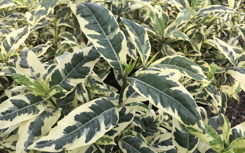  Variegated August Beauty Gardenia - 1 Gallon Pot 